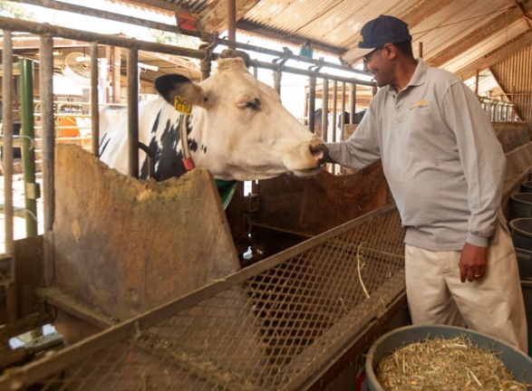 Cattle feed containing seaweed was given to dairy cows at UC Davis 