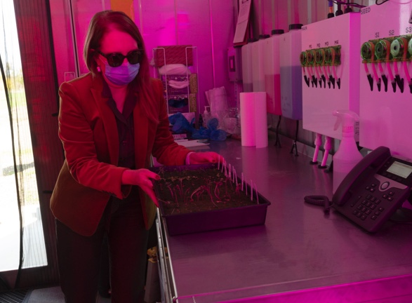 Department of Plant Sciences Chair Gail Taylor inside the school’s vertical farming laboratory.