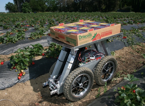 A prototype helper robot transporting fresh-picked strawberries. 