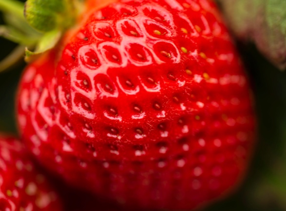UC Davis “Valiant” strawberry among new varieties developed by the Strawberry Breeding Program
